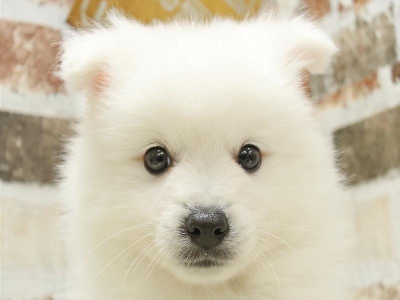 兵庫県の日本スピッツ (ワンラブブルメール舞多聞店/2024年2月18日生まれ/男の子/ホワイト)の子犬