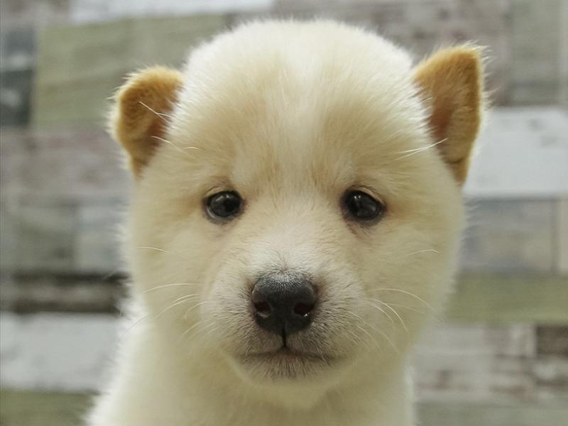 富山県の豆柴 (ワンラブ富山ファボーレ店/2024年2月23日生まれ/男の子/白)の子犬