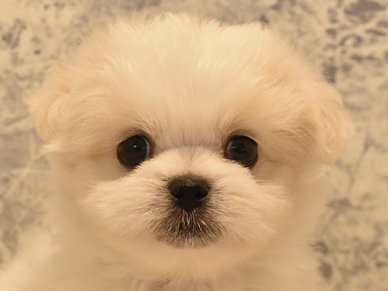 広島県のハーフ犬 (ワンラブ呉焼山店/2024年2月22日生まれ/男の子/ホワイトクリーム)の子犬