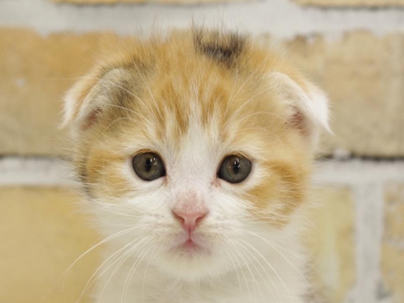 福岡県のスコティッシュフォールド (ワンラブ福岡総本店/2024年2月26日生まれ/女の子/ブラウンパッチドタビーホワイト)の子猫