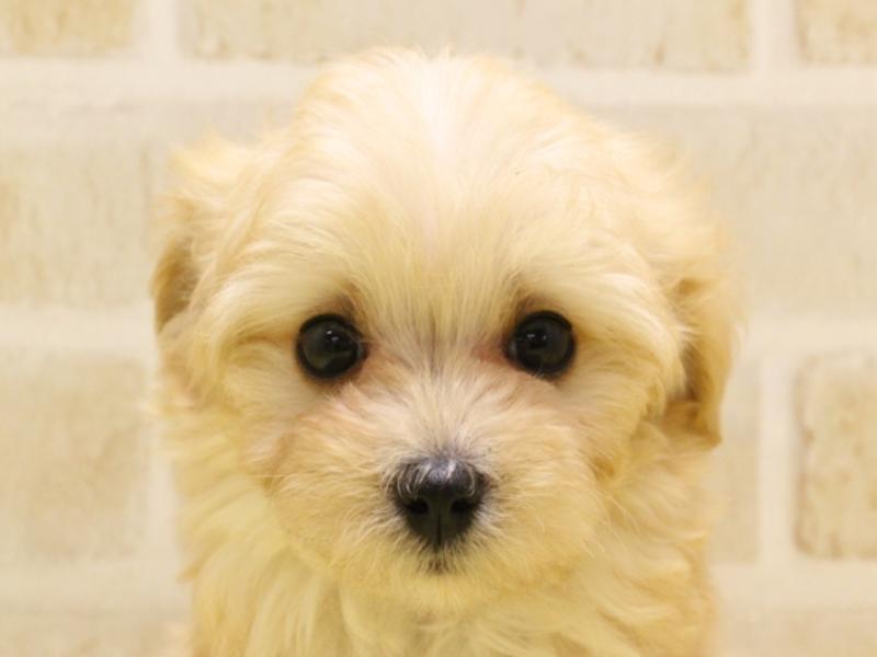 青森県のマルプー(マルチーズ×プードル) (ワンラブエルムの街店/2024年2月25日生まれ/男の子/アプリコット)の子犬