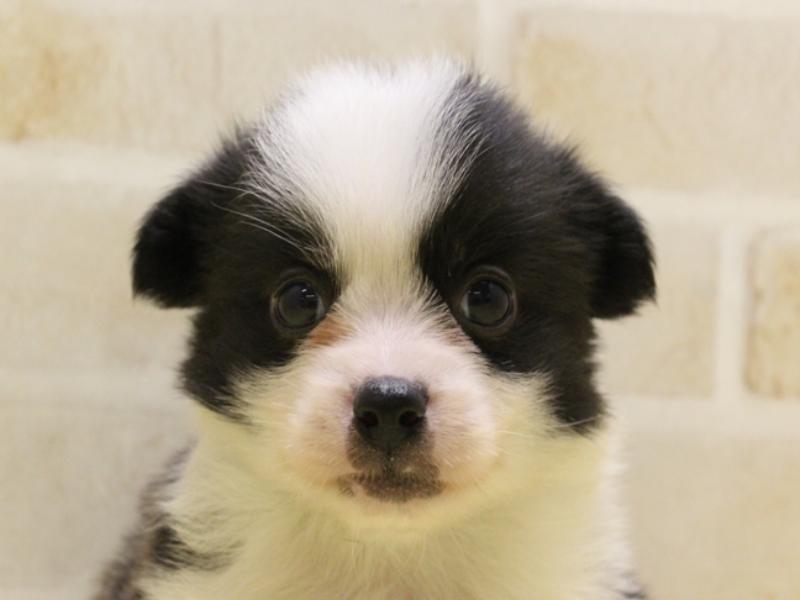 2024年2月25日生まれのハーフ犬の1枚目の写真