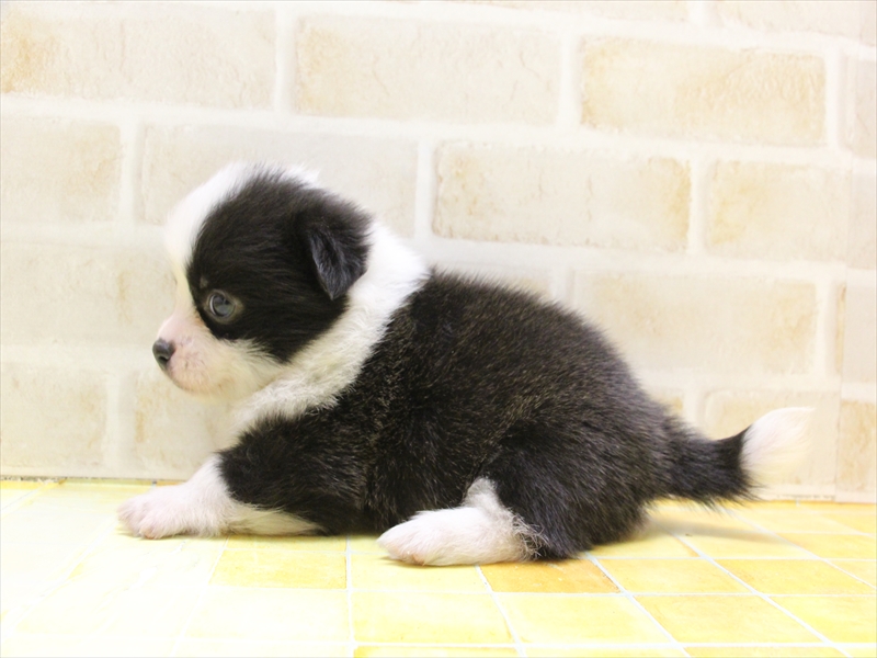 2024年2月25日生まれのハーフ犬の3枚目の写真
