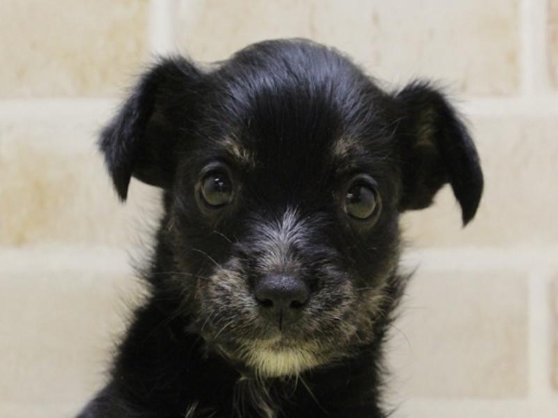 福岡県のハーフ犬 (ワンラブイオン戸畑店/2024年2月25日生まれ/男の子/ブラックホワイト)の子犬