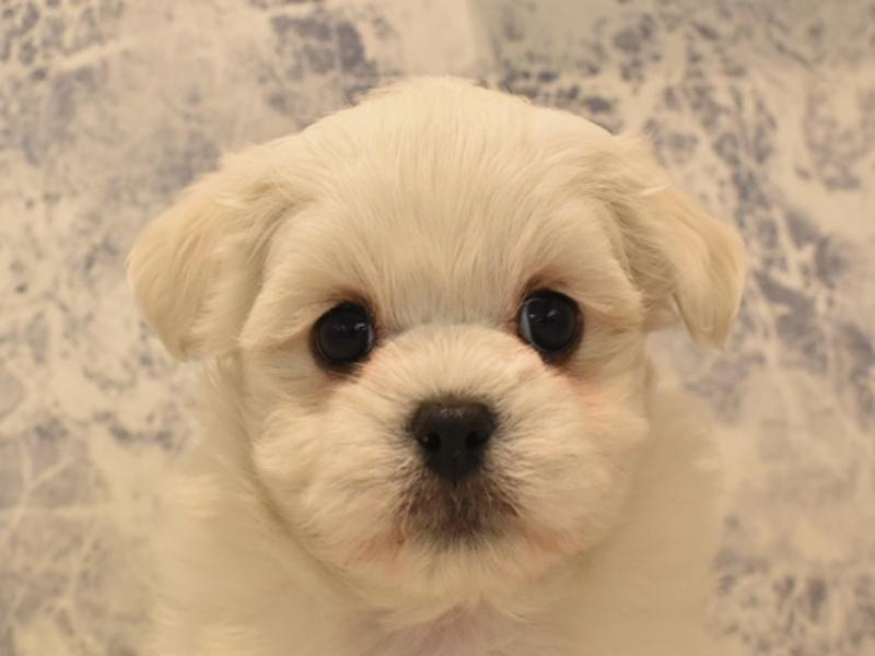 広島県のハーフ犬 (ワンラブTHE OUTLETS HIROSHIMA店/2024年2月26日生まれ/女の子/ホワイト)の子犬