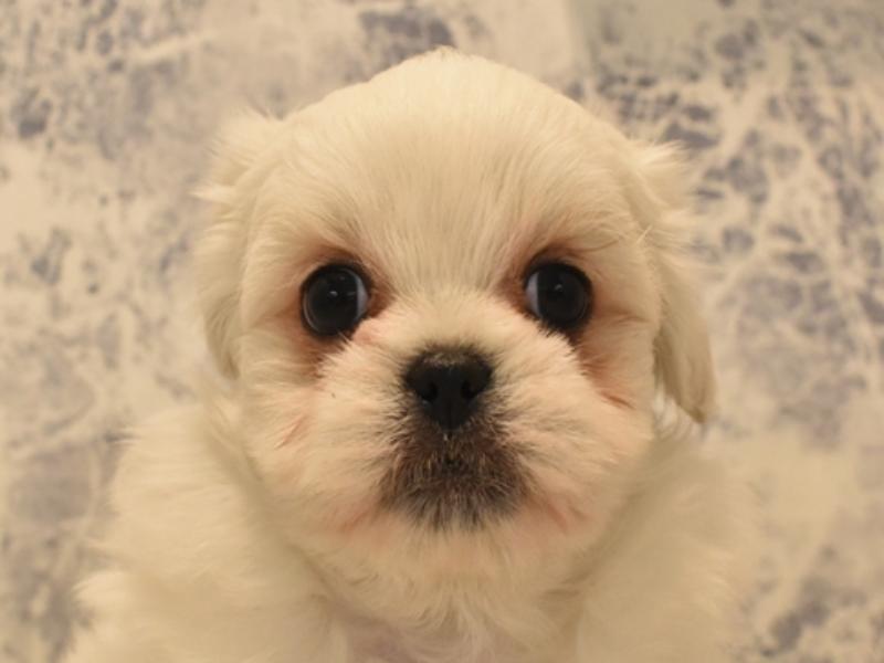 愛知県のハーフ犬 (ワンラブヨシヅヤ名古屋名西店/2024年2月26日生まれ/男の子/ホワイト)の子犬
