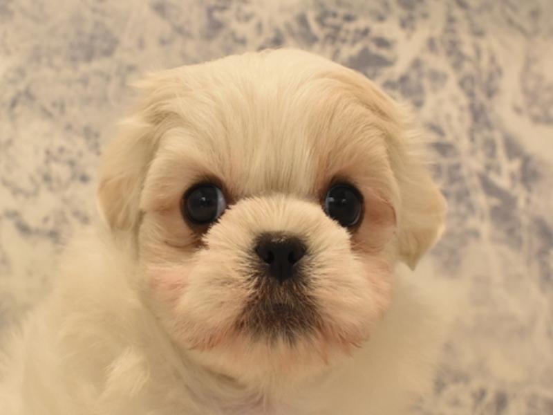 富山県のハーフ犬 (ワンラブ富山ファボーレ店/2024年2月26日生まれ/男の子/ホワイト)の子犬