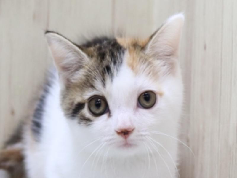 滋賀県のマンチカン (ワンラブカインズ彦根店/2024年2月26日生まれ/女の子/ブラウンパッチドタビーホワイト)の子猫
