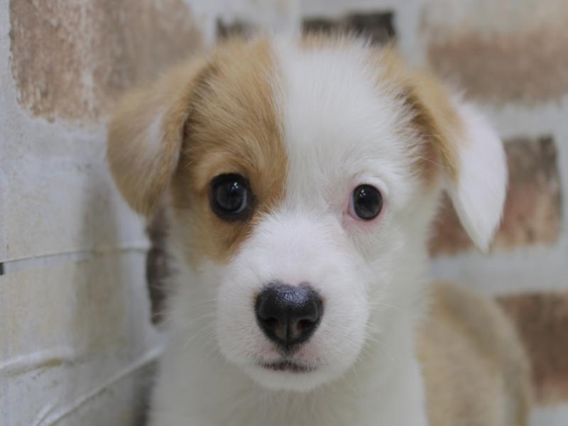 福岡県のウェルシュコーギーペンブローク (ワンラブ福岡総本店/2024年2月25日生まれ/男の子/レッドホワイト)の子犬