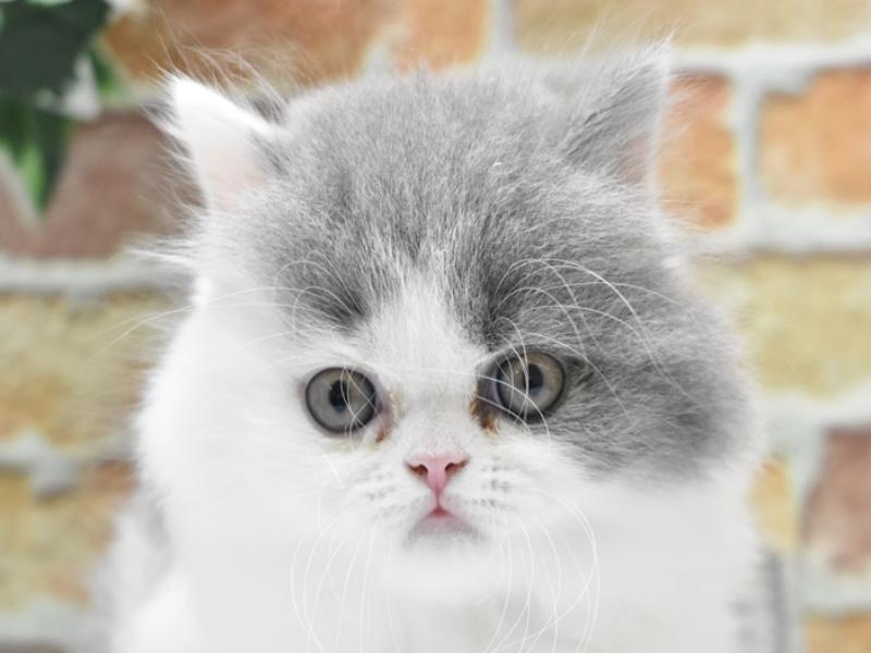 東京都のブリティッシュロングヘアー (ワンラブイーアス高尾店/2024年2月25日生まれ/女の子/ブルーホワイト)の子猫