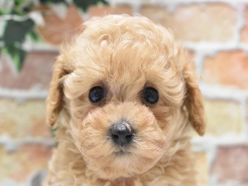 広島県のタイニープードル (ワンラブTHE OUTLETS HIROSHIMA店/2024年2月26日生まれ/女の子/アプリコット)の子犬