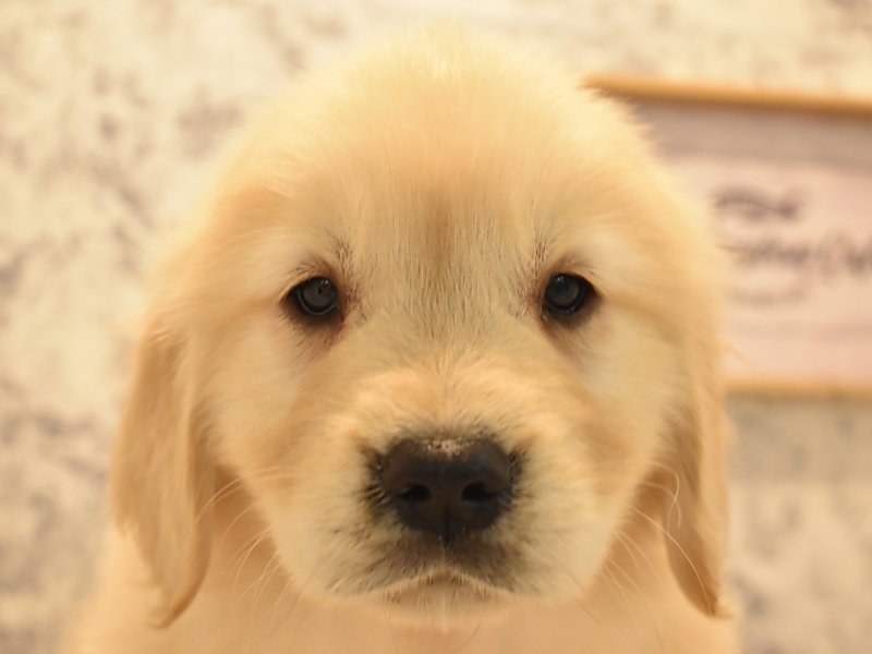 神奈川県のゴールデンレトリバー (ワンラブCoaska Bayside横須賀店/2024年2月26日生まれ/女の子/ゴールデン)の子犬