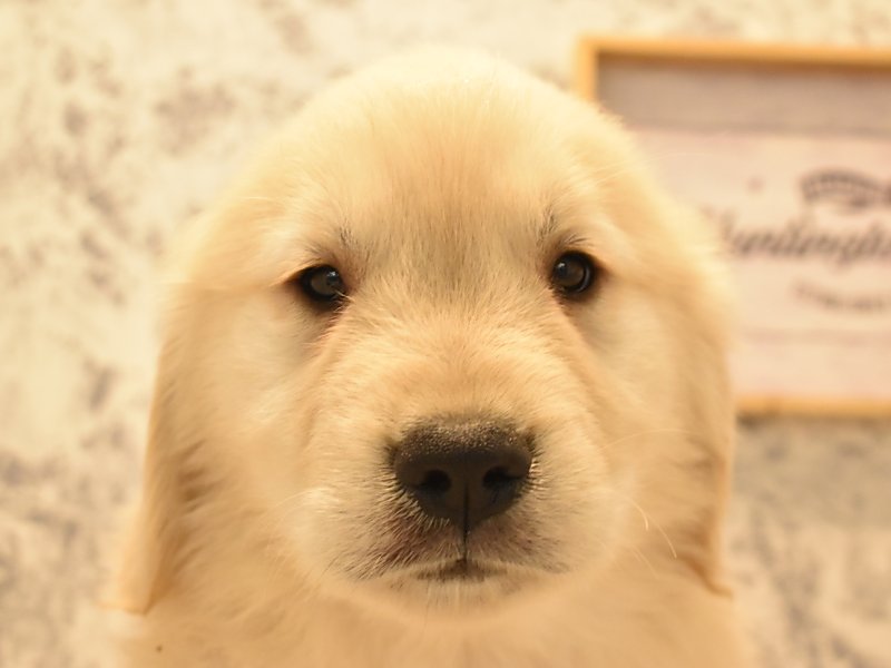 栃木県のゴールデンレトリバー (ワンラブベルモール宇都宮店/2024年2月24日生まれ/男の子/ゴールデン)の子犬