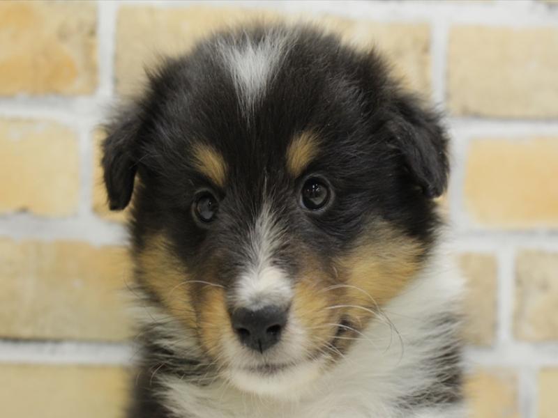 熊本県のシェットランドシープドッグ (ワンラブイオンタウン西熊本店/2024年2月26日生まれ/女の子/トライカラー)の子犬