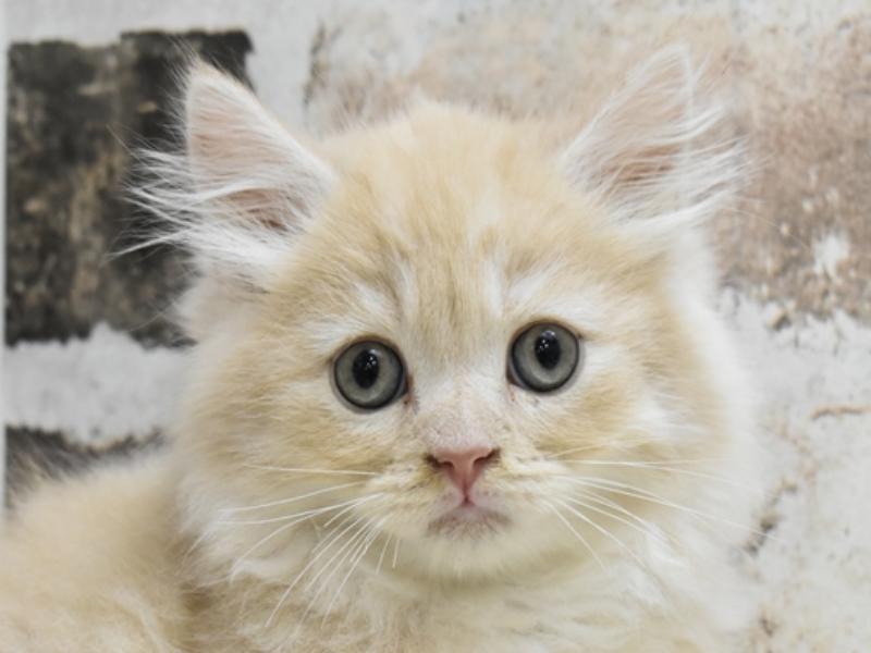 愛知県のスコティッシュフォールド (ワンラブペッツビレッジ アピタ刈谷店/2024年2月28日生まれ/男の子/クリームタビーホワイト)の子猫