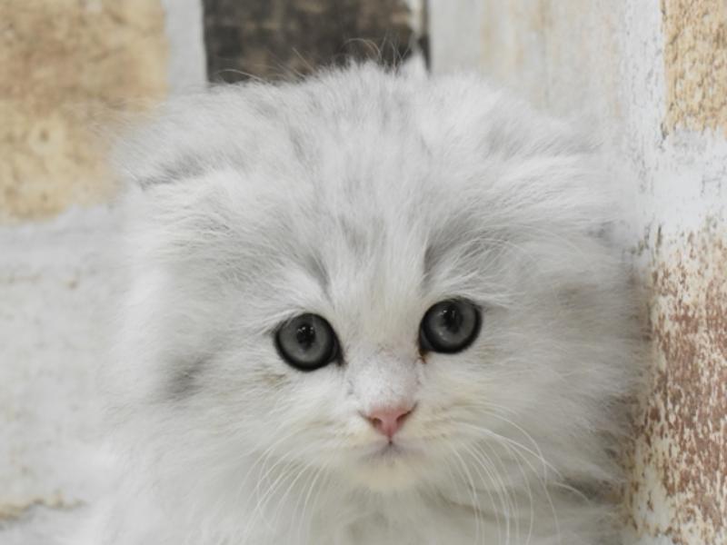 愛知県のスコティッシュフォールド (ワンラブ星崎店/2024年2月28日生まれ/男の子/シルバータビーホワイト)の子猫