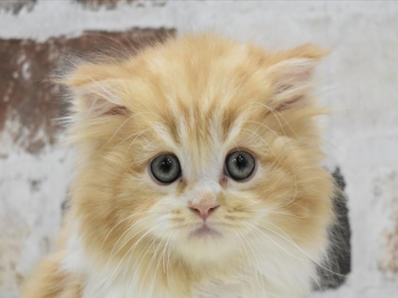 和歌山県のマンチカン (ワンラブイズミヤ和歌山店/2024年2月29日生まれ/男の子/レッドタビーホワイト)の子猫