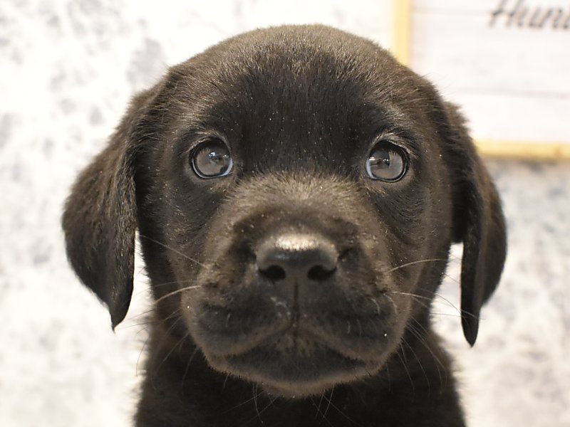 神奈川県のラブラドールレトリーバー (ワンラブCoaska Bayside横須賀店/2024年2月28日生まれ/女の子/ブラック)の子犬