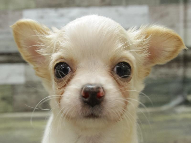 静岡県のチワワ(ロング) (ワンラブ静岡PARCO店/2024年3月3日生まれ/男の子/クリームホワイト)の子犬