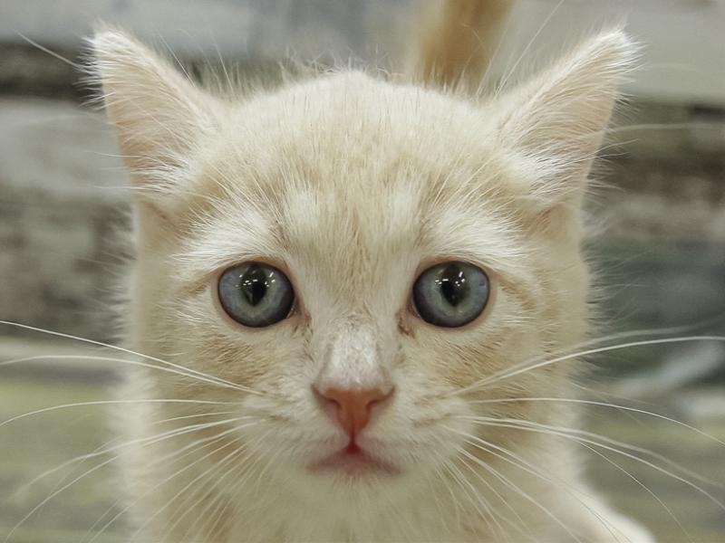 富山県のマンチカン (ワンラブアピア富山店/2024年3月2日生まれ/女の子/クリームタビー)の子猫