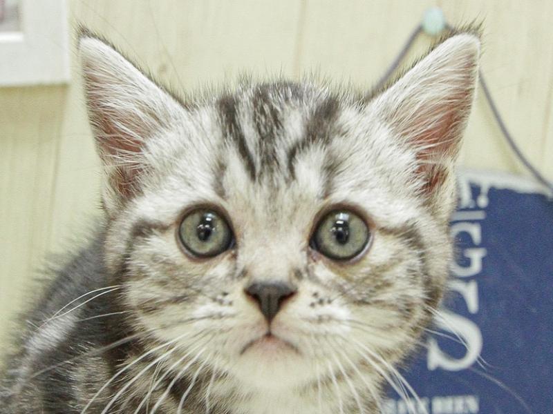 静岡県のアメリカンショートヘアー (ワンラブ浜松本店/2024年3月3日生まれ/女の子/シルバータビー)の子猫