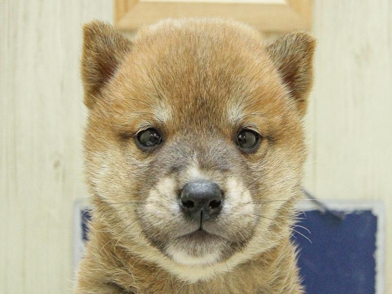 奈良県の柴犬(標準サイズ) (ワンラブミ・ナーラ奈良店/2024年3月2日生まれ/男の子/赤)の子犬