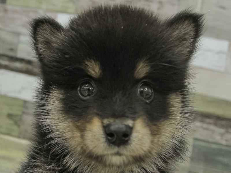 2024年3月2日生まれのポメ柴(ポメラニアン×柴犬)の1枚目の写真