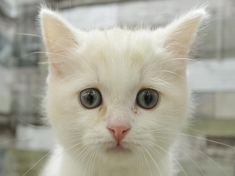 愛知県のマンチカン (ワンラブアクロスプラザ稲沢店/2024年3月2日生まれ/男の子/クリームタビーホワイト)の子猫