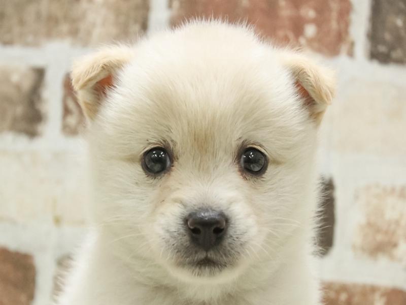 2024年3月3日生まれのポメ柴(ポメラニアン×柴犬)の1枚目の写真