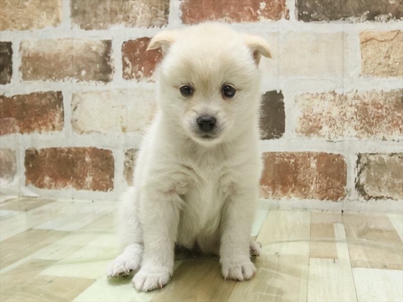 2024年3月3日生まれのポメ柴(ポメラニアン×柴犬)の3枚目の写真