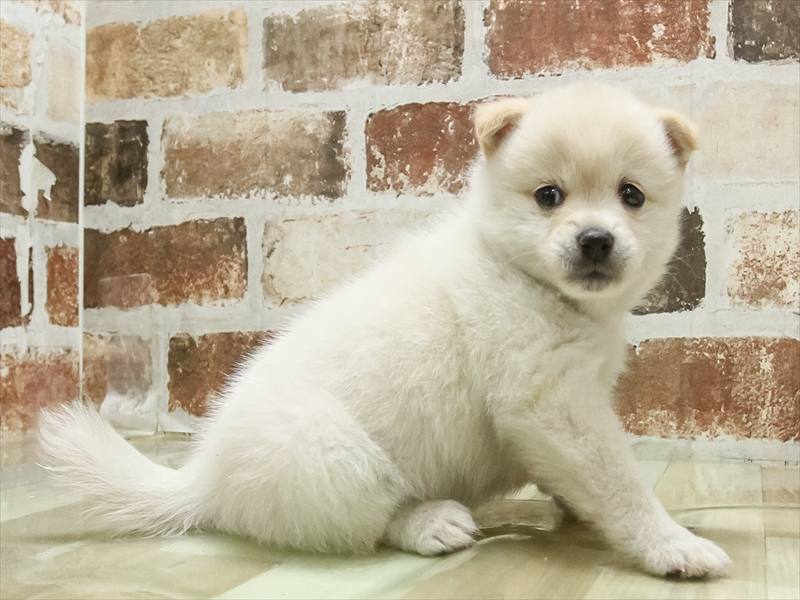 2024年3月3日生まれのポメ柴(ポメラニアン×柴犬)の2枚目の写真