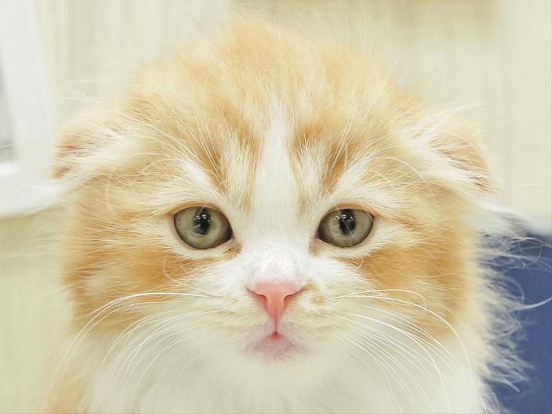鹿児島県のスコティッシュフォールド (ワンラブニシムタ N'sCITY谷山店/2024年3月2日生まれ/男の子/レッドタビーホワイト)の子猫