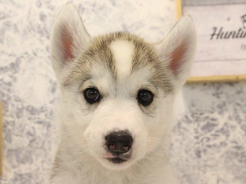 広島県のシベリアンハスキー (ワンラブTHE OUTLETS HIROSHIMA店/2024年3月1日生まれ/男の子/シルバーホワイト)の子犬