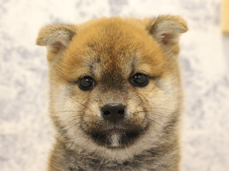 2024年2月23日生まれの柴犬(標準サイズ)の1枚目の写真