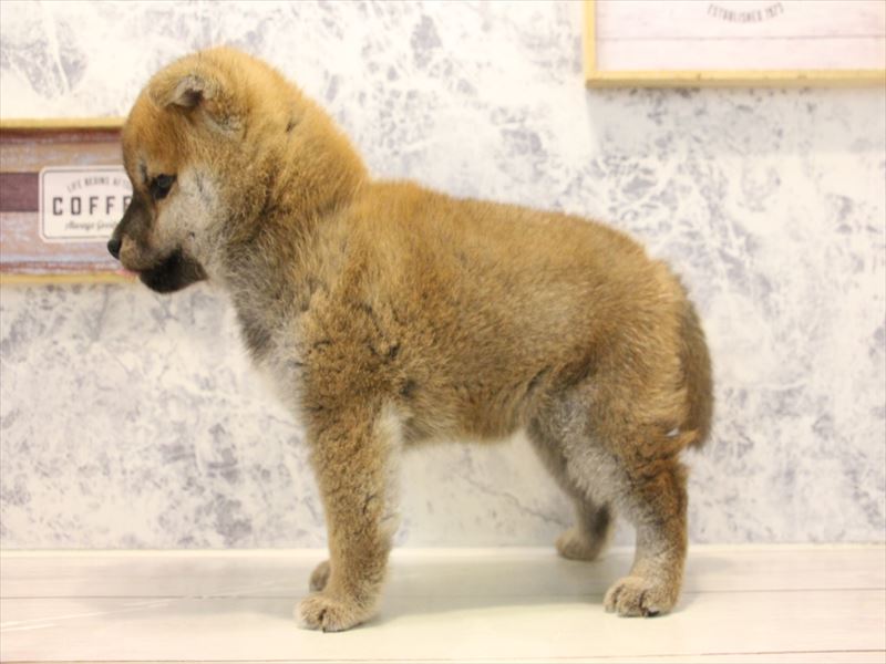 2024年2月23日生まれの柴犬(標準サイズ)の3枚目の写真