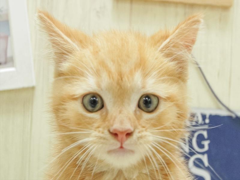 富山県のアメリカンショートヘアー (ワンラブアピア富山店/2024年3月3日生まれ/男の子/レッドタビー)の子猫