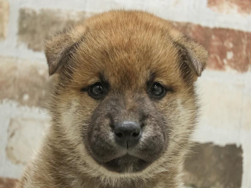 北海道の柴犬(標準サイズ) (ワンラブイオン 石狩緑苑台店/2024年3月3日生まれ/女の子/赤)の子犬