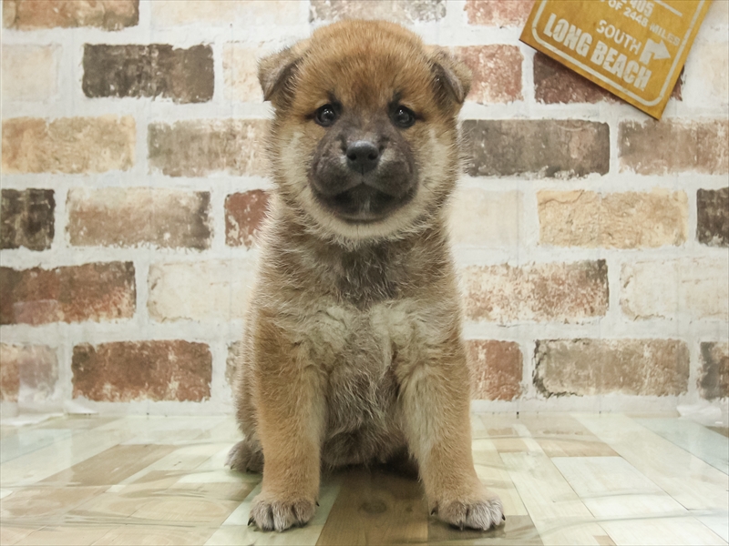 2024年3月3日生まれの柴犬(標準サイズ)の3枚目の写真