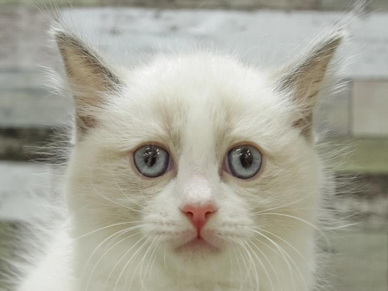 奈良県のラグドール (ワンラブミ・ナーラ奈良店/2024年3月3日生まれ/男の子/ブルーポイントバイカラー)の子猫