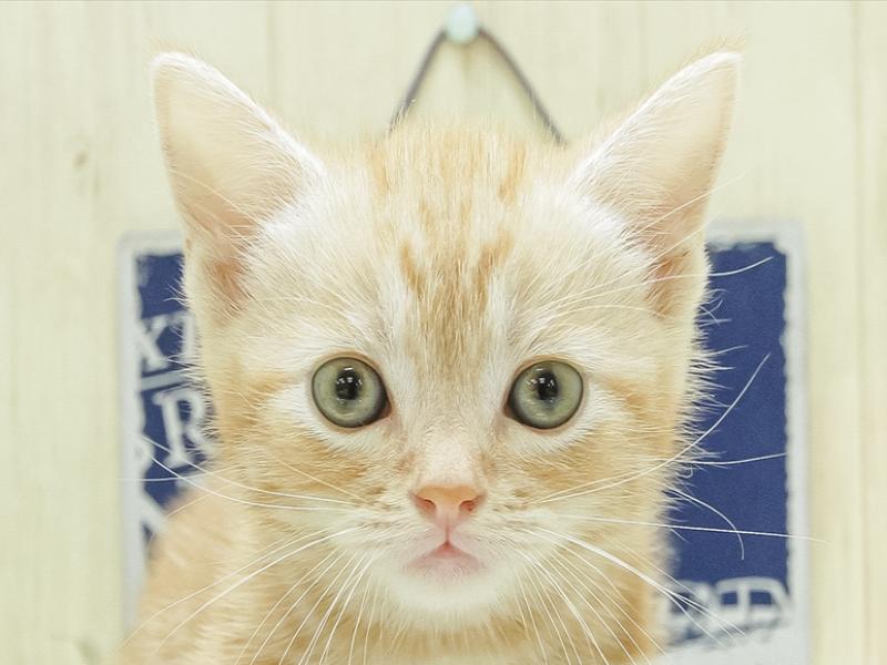 愛知県のアメリカンショートヘアー (ワンラブカインズ小牧店/2024年3月3日生まれ/男の子/レッドタビー)の子猫