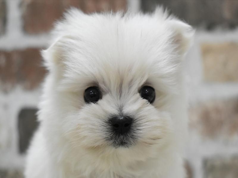静岡県のハーフ犬 (ワンラブ静岡PARCO店/2024年3月4日生まれ/男の子/ホワイト)の子犬