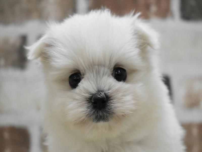 香川県のハーフ犬 (ワンラブイオンタウン宇多津店/2024年3月4日生まれ/女の子/ホワイト)の子犬