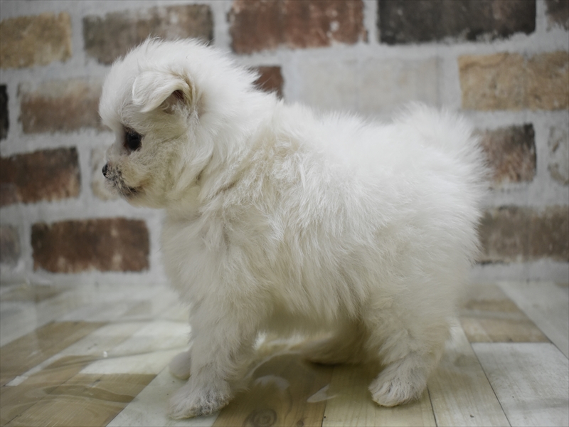 2024年3月4日生まれのハーフ犬の3枚目の写真