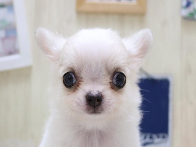 富山県のチワワ(ロング) (ワンラブ富山ファボーレ店/2024年3月3日生まれ/男の子/パーティーカラー)の子犬