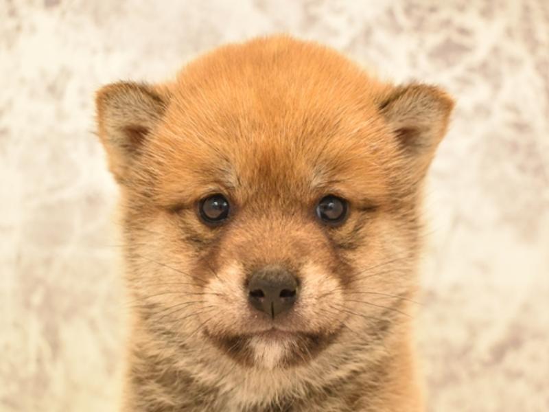 2024年3月4日生まれの柴犬(標準サイズ)の1枚目の写真