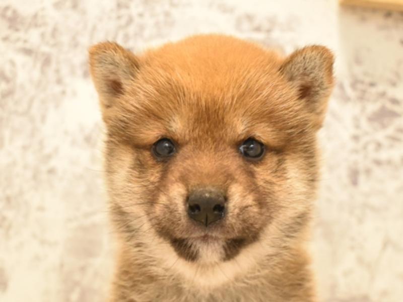 静岡県の柴犬(標準サイズ) (ワンラブカインズ伊東店/2024年3月4日生まれ/女の子/赤)の子犬