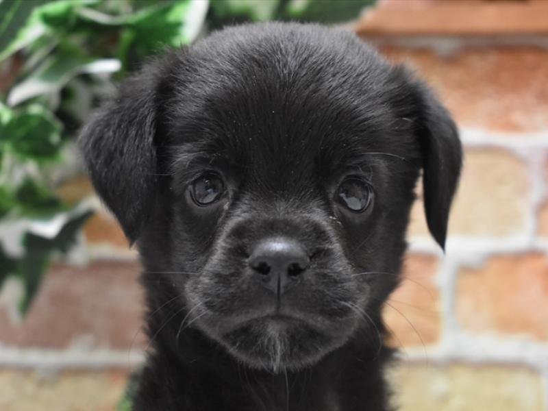 神奈川県のハーフ犬 (ワンラブCoaska Bayside横須賀店/2024年3月1日生まれ/男の子/ブラック)の子犬