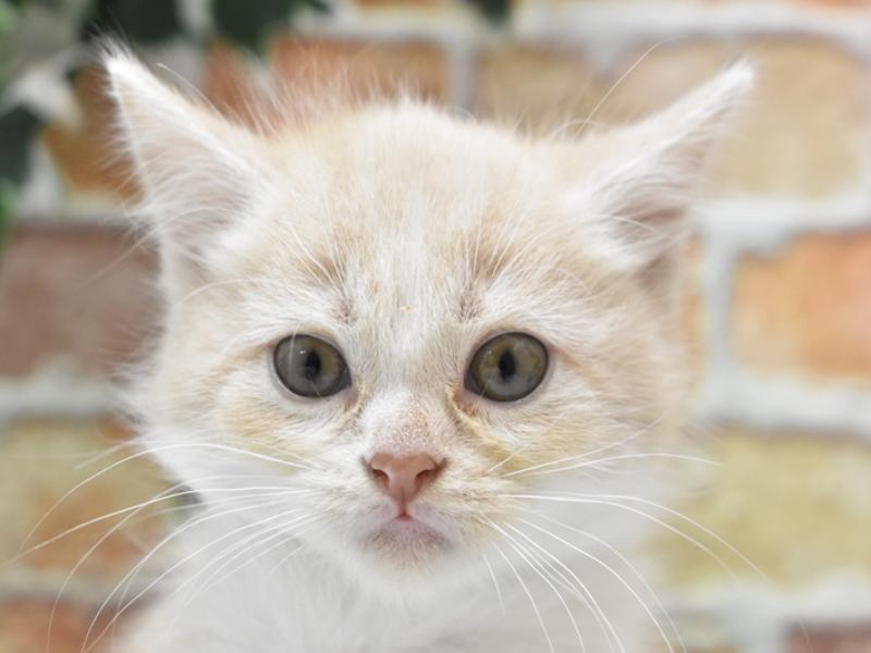 神奈川県のスコティッシュフォールド (ワンラブLICOPA 川崎店/2024年3月4日生まれ/女の子/クリームタビーホワイト)の子猫