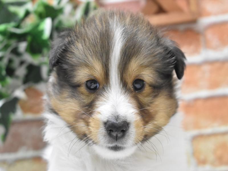 神奈川県のシェットランドシープドッグ (ワンラブCoaska Bayside横須賀店/2024年3月4日生まれ/男の子/セーブルホワイト)の子犬
