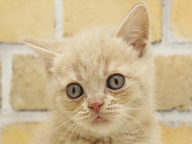 福岡県のブリティッシュショートヘアー (ワンラブ福岡総本店/2024年3月3日生まれ/男の子/クリーム)の子猫